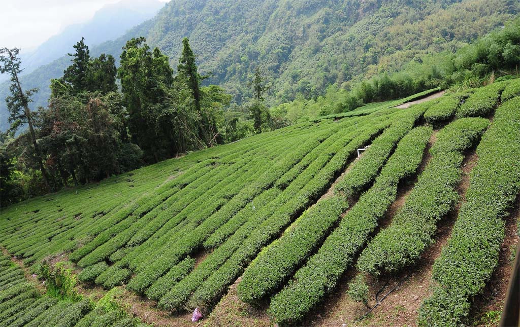 Alishan Tea Plantations