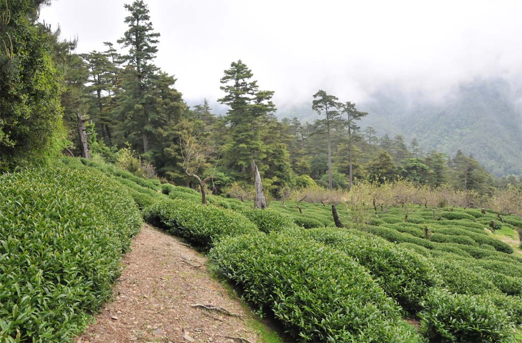 Dayuling Tea Plantation