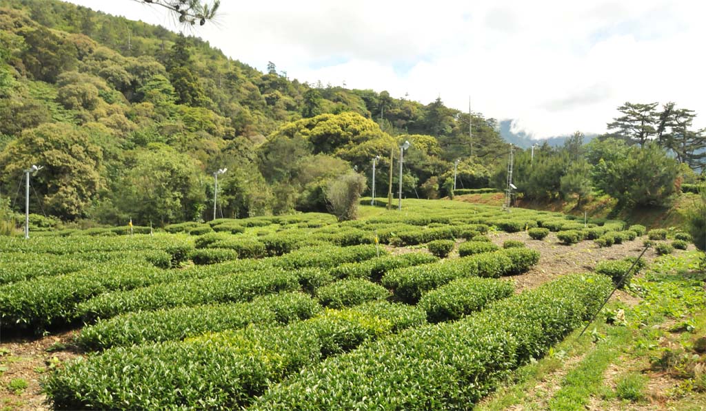 Dong Ding Oolong Tea Plantation