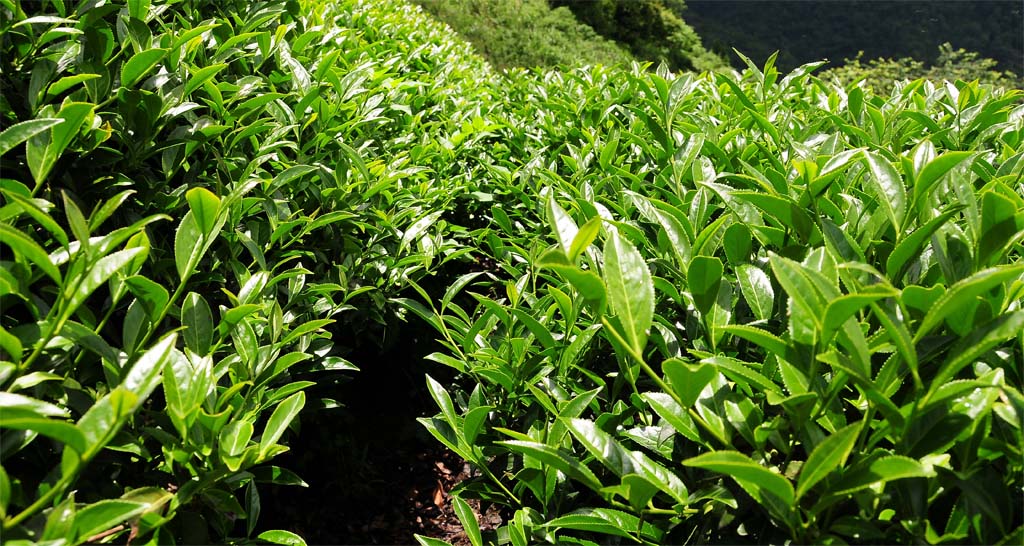 Dong Ding Oolong Tea Plantation