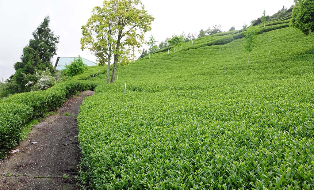 Formosa Oolong Tea