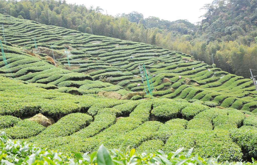 Four Seasons of Spring Oolong Tea