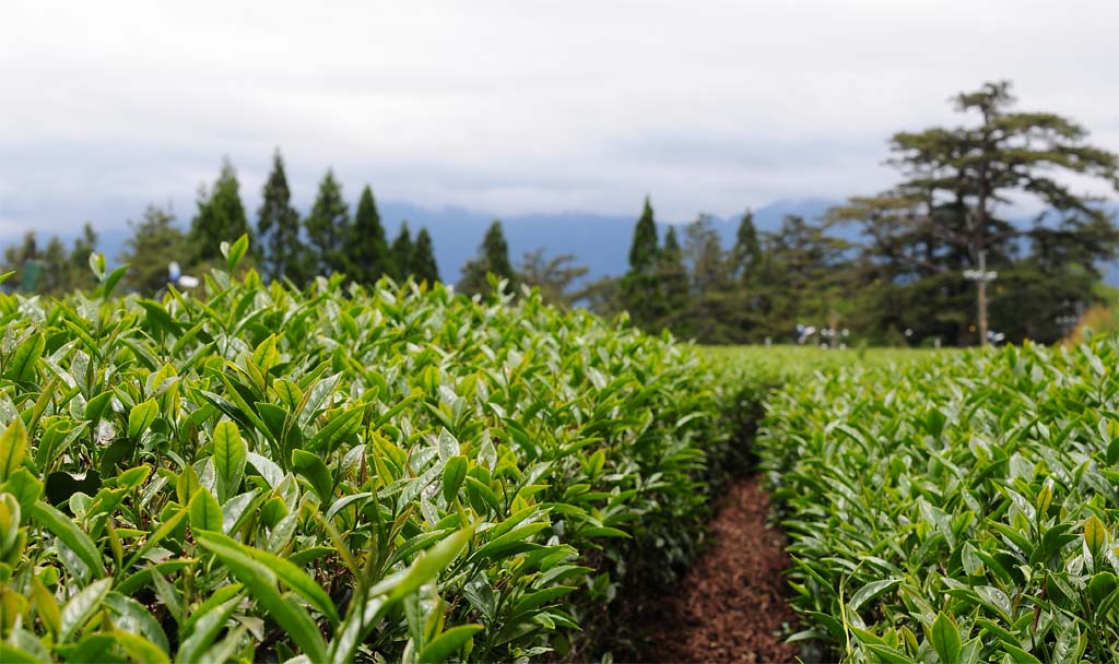 Honey Black Tea Plantion