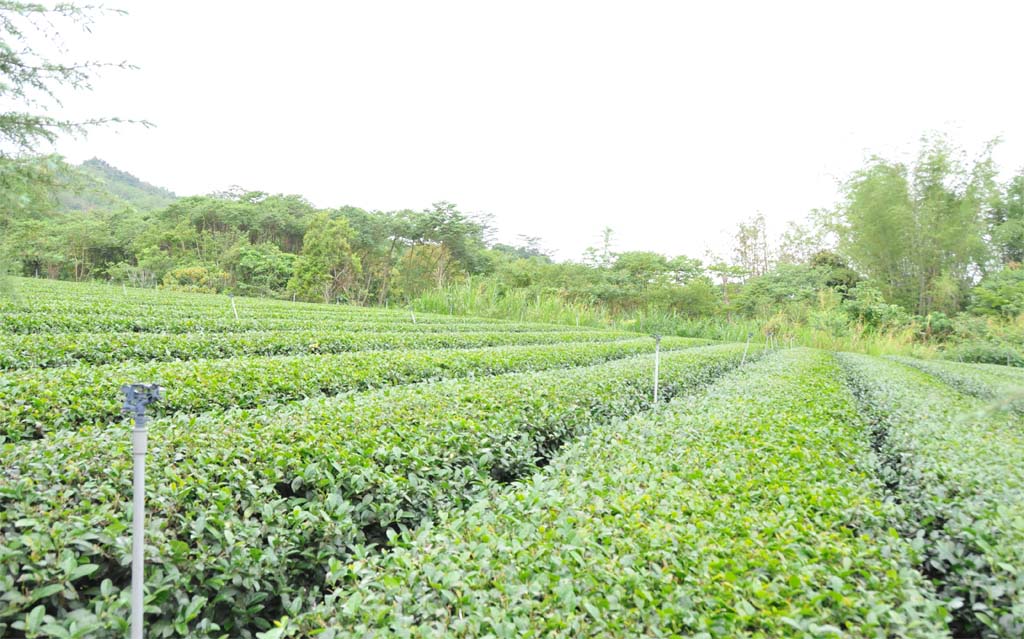 Jinxuan Oolong Tea Plantion