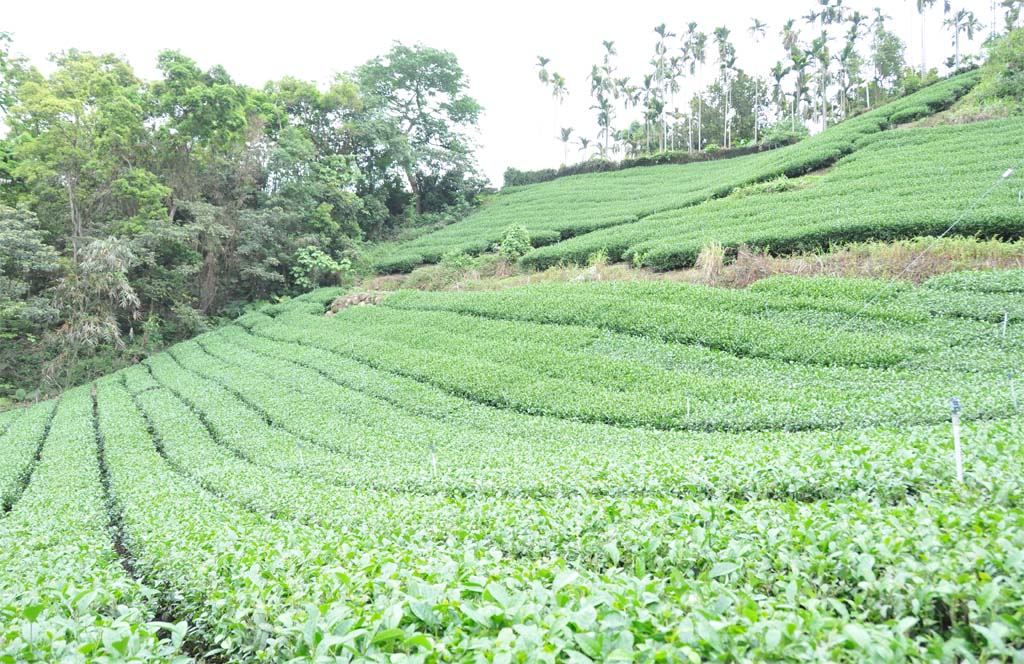 Jinxuan Oolong Tea Plantion