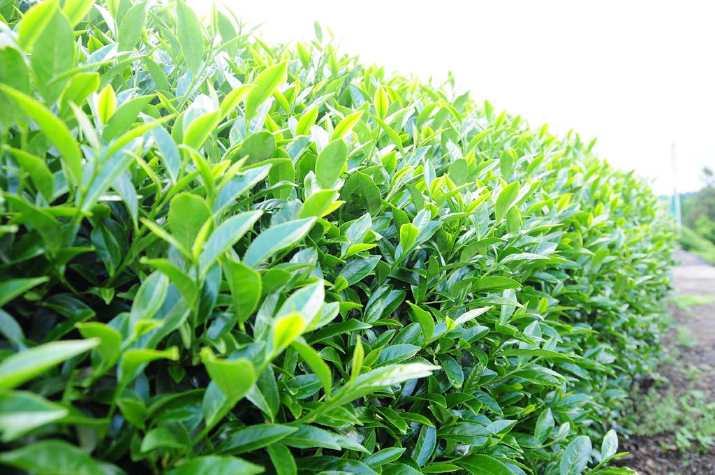 Camellia sinensis