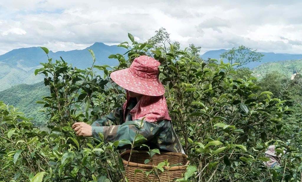 Feng Huang Dan Cong Oolong Tea