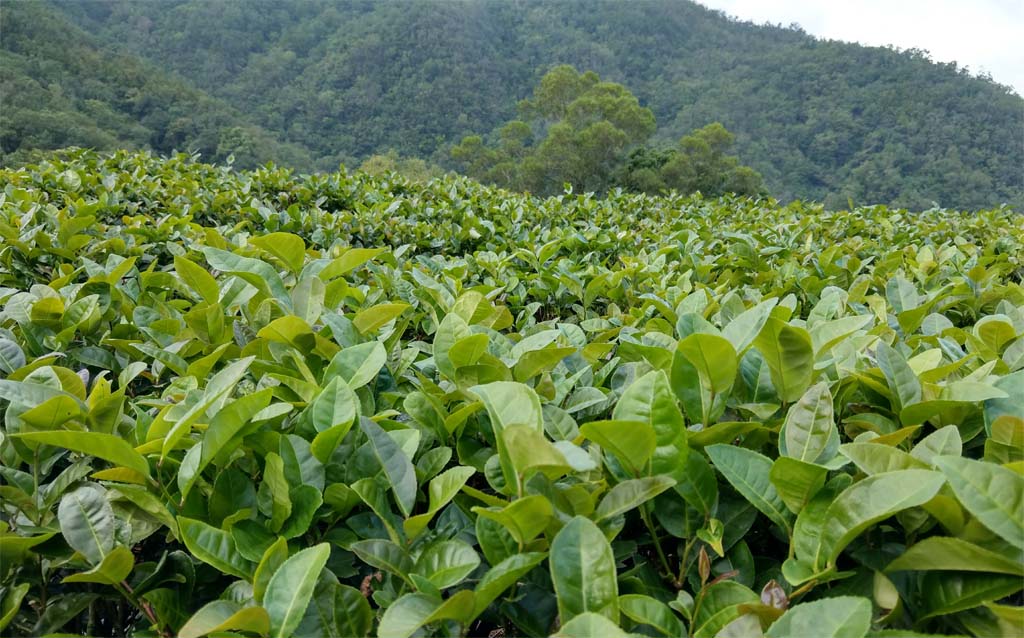 Yongchun Fo Shou Oolong Tea