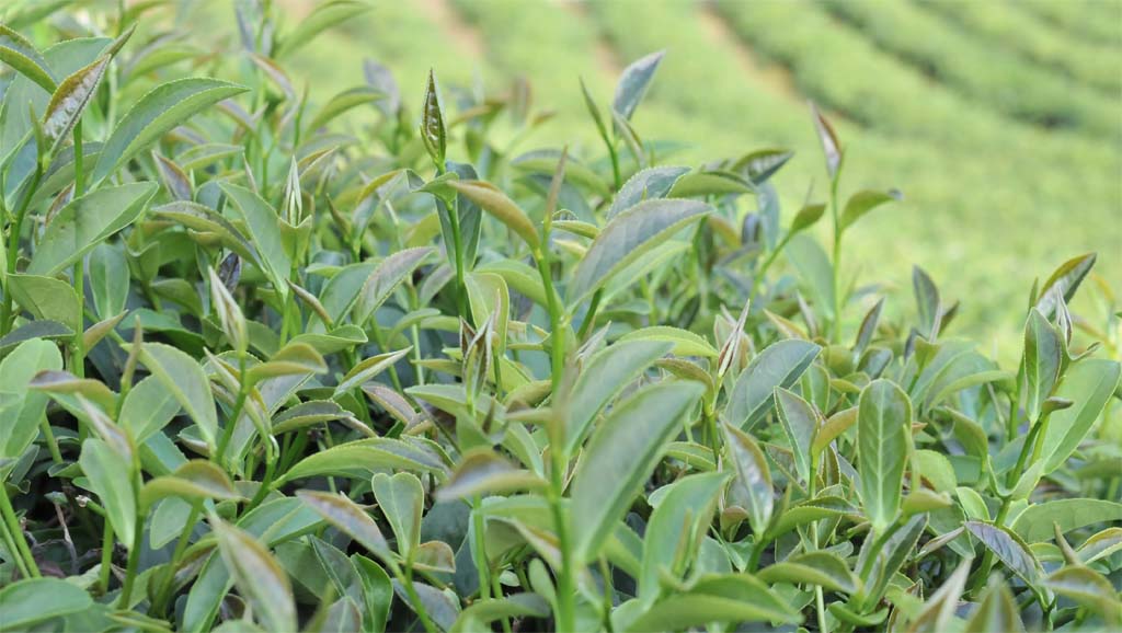 Shui Hsien Tea