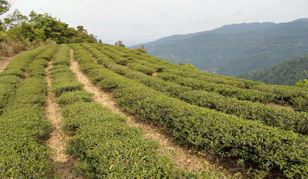 Shui Hsien Tea