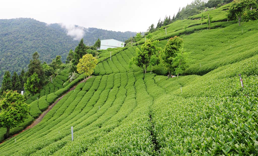 Taiwan Tea Plantion