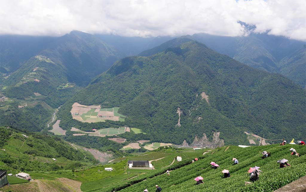 High Mountain Tea Plantion