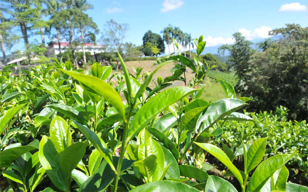 Taiwan Assam Black Tea