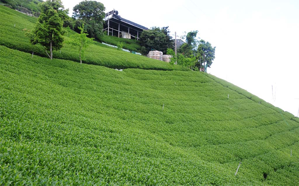 oolong tea plantation taiwan