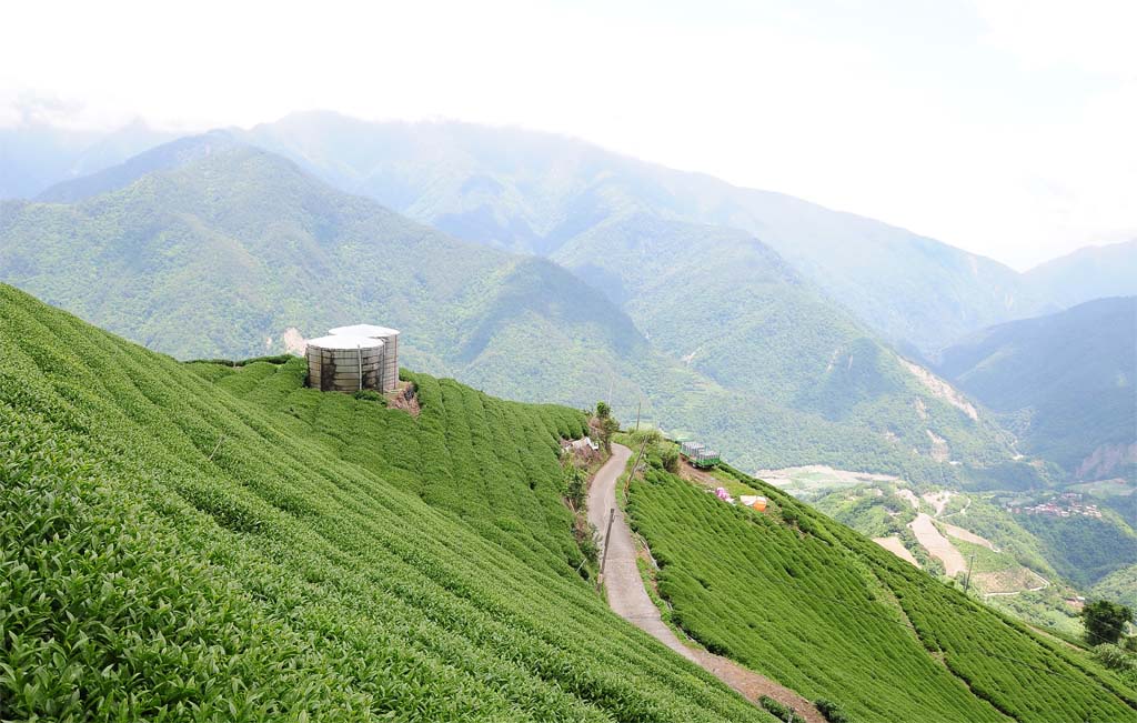 taiwan tea mountain