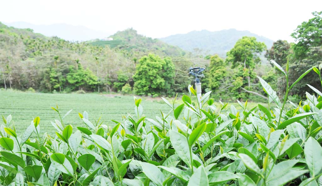 Tieguanyin tea plantation