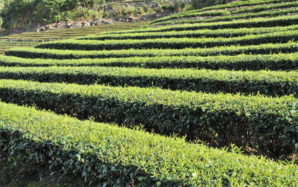 Wuyi Narcissus Oolong Tea