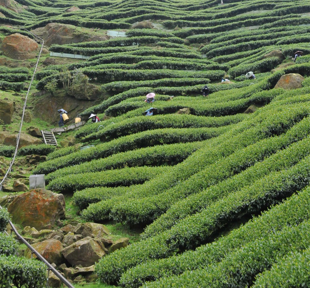 Wuyi Rock Oolong Tea