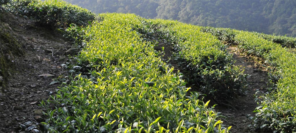 Wuyi Rou Gui Oolong Tea