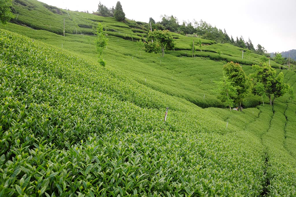 high mountain tea plantation