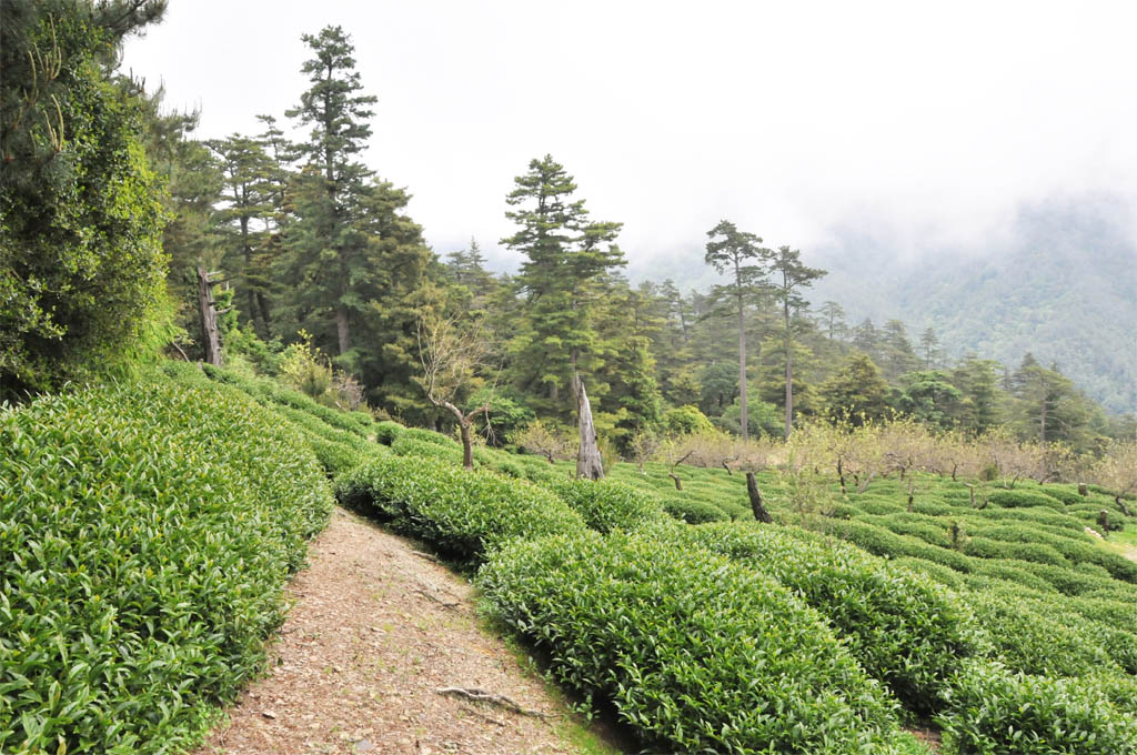 Taiwan Tea Plantation