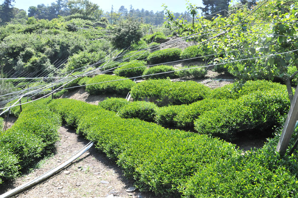 Taiwan Tea Plantation