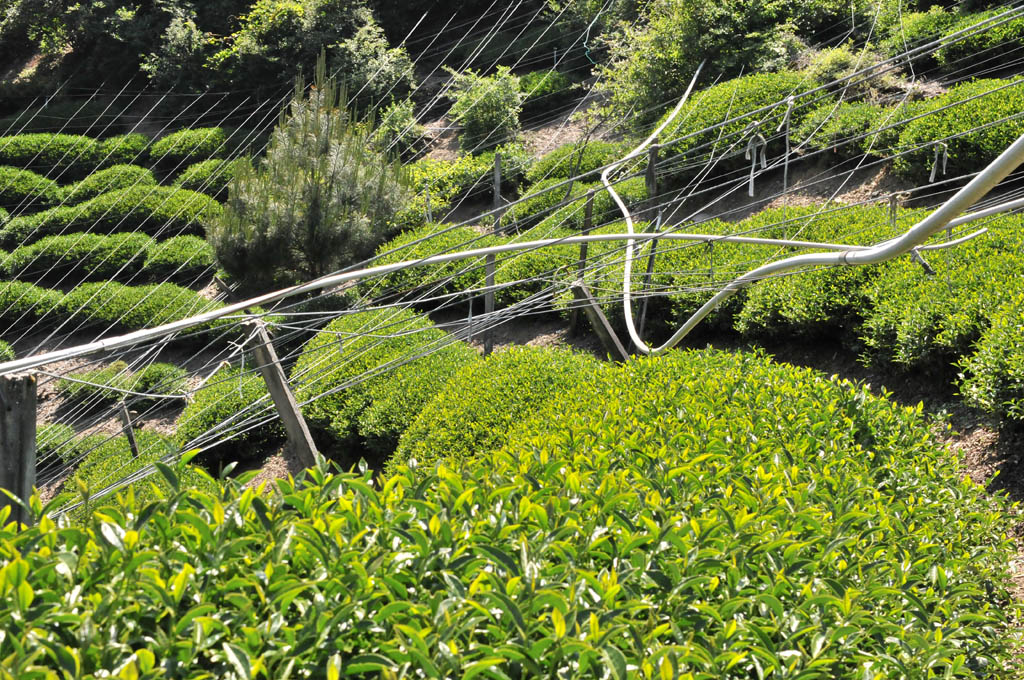 Taiwan Tea Plantation