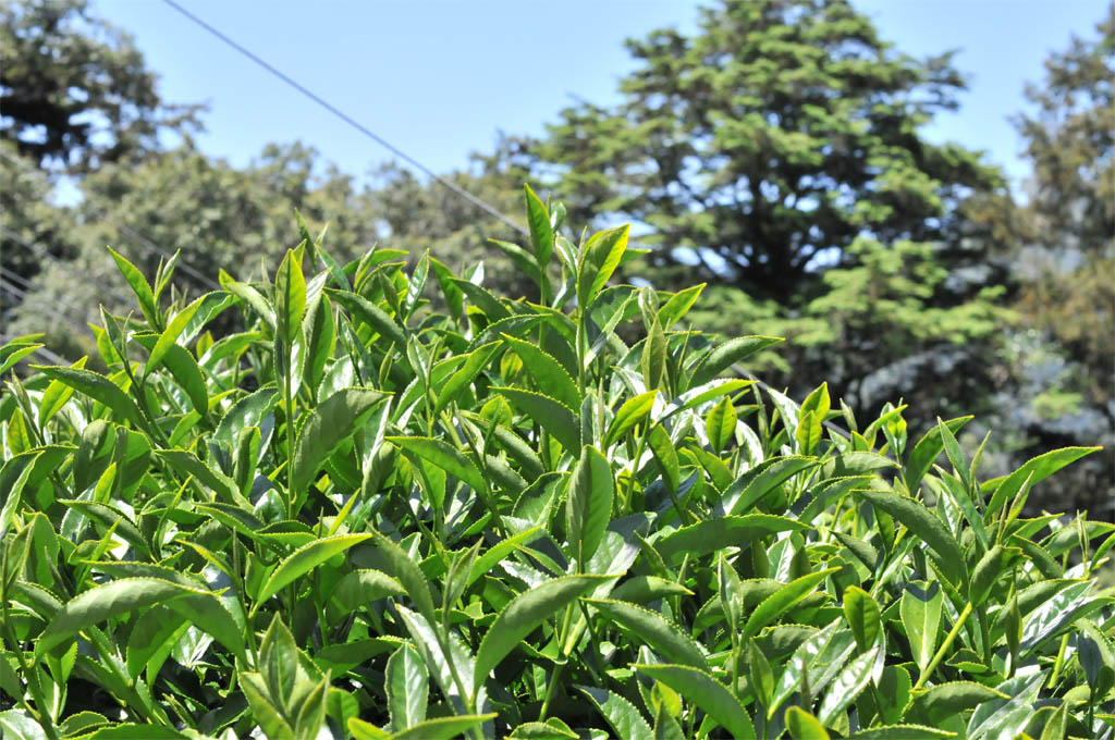 Taiwan Tea Plantation