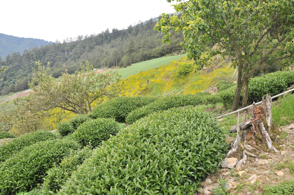 Taiwan Tea Plantation