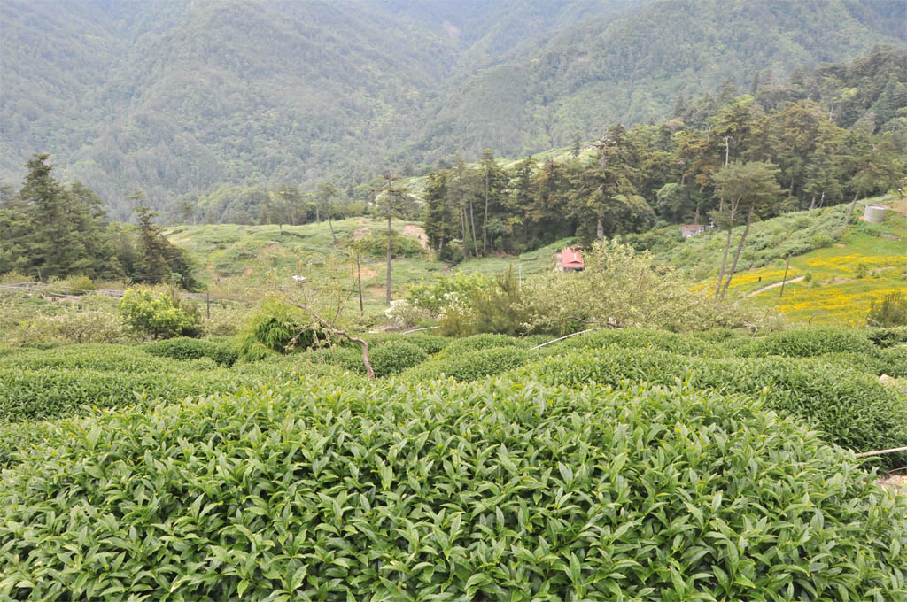 Taiwan Tea Plantation