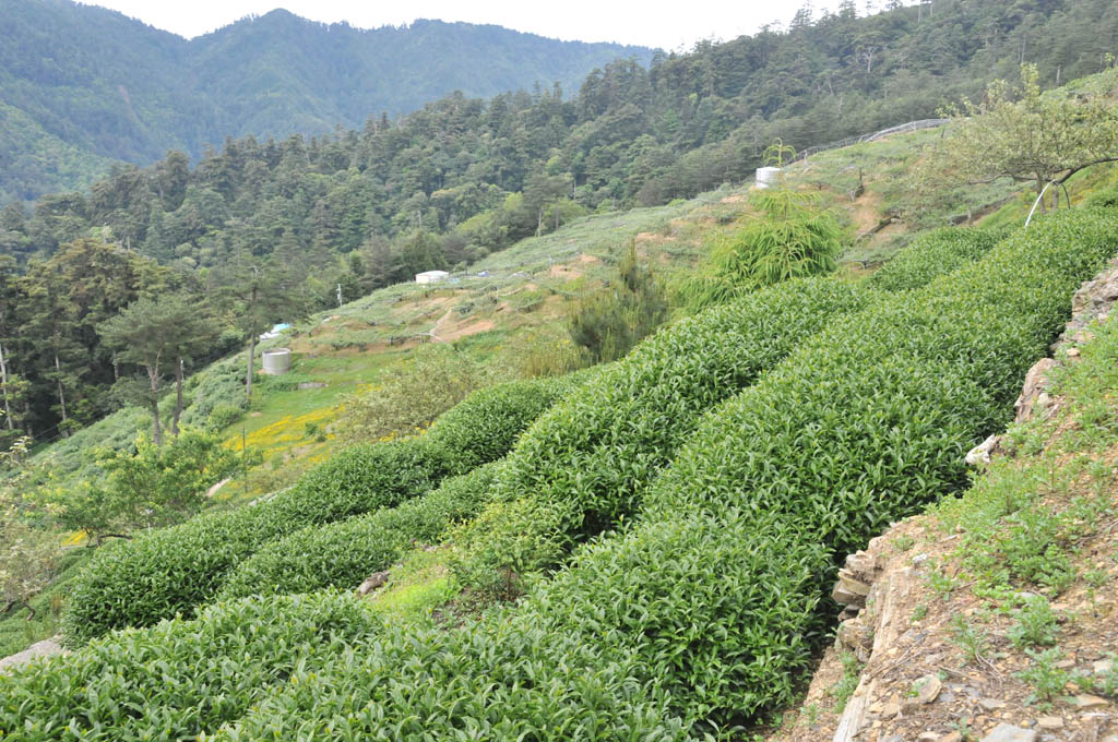 Taiwan Tea Plantation