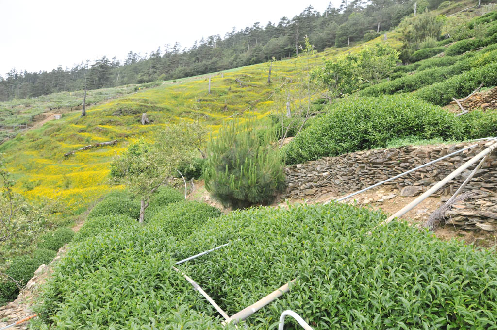 Taiwan Tea Plantation