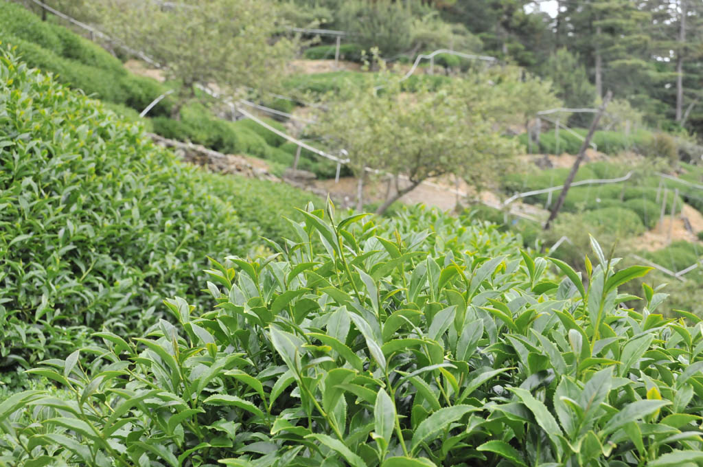 Taiwan Tea Plantation