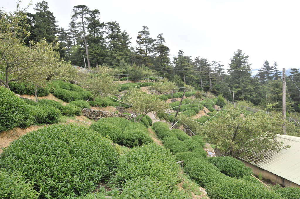 Taiwan Tea Plantation