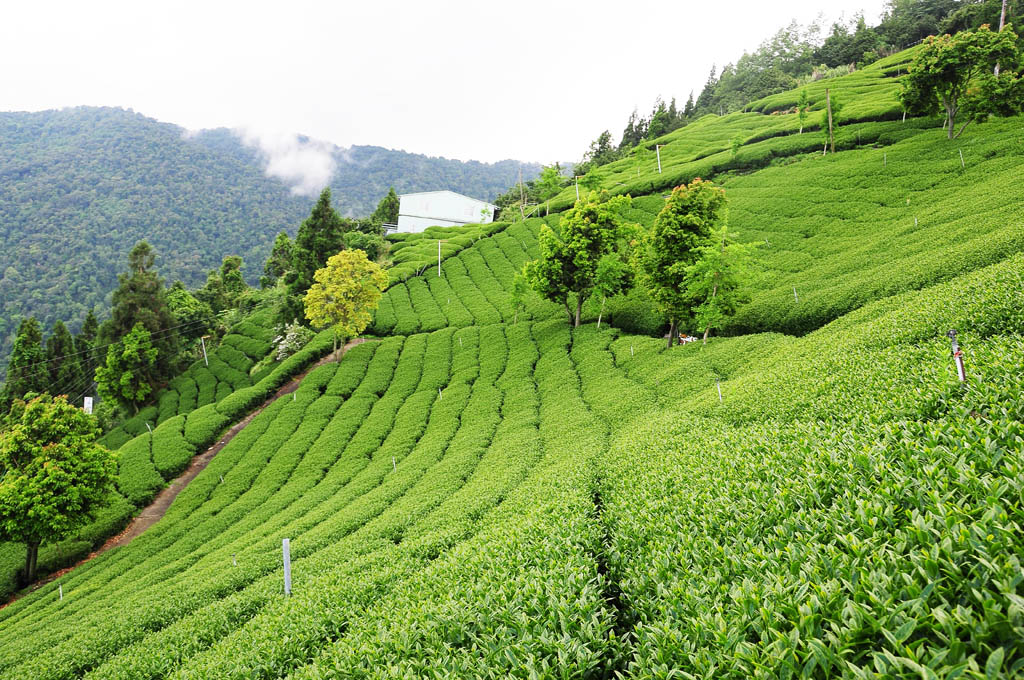 taiwan tea garden