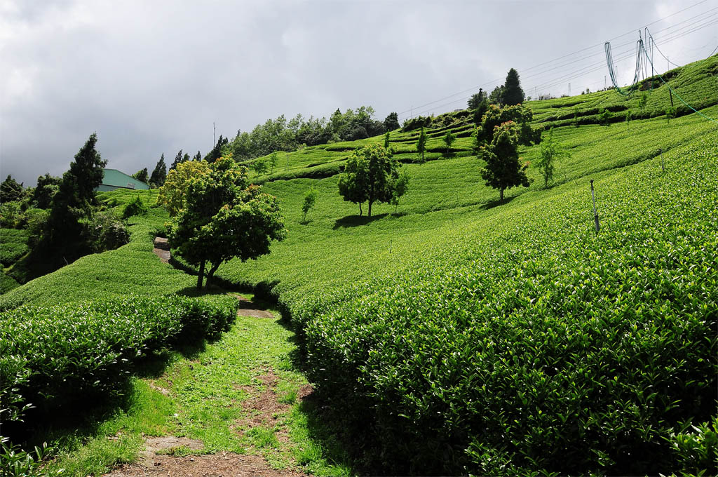 taiwan tea garden