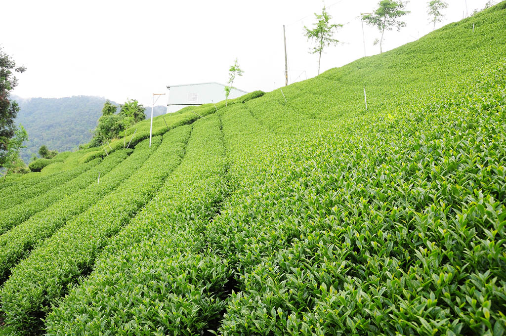 taiwan tea garden