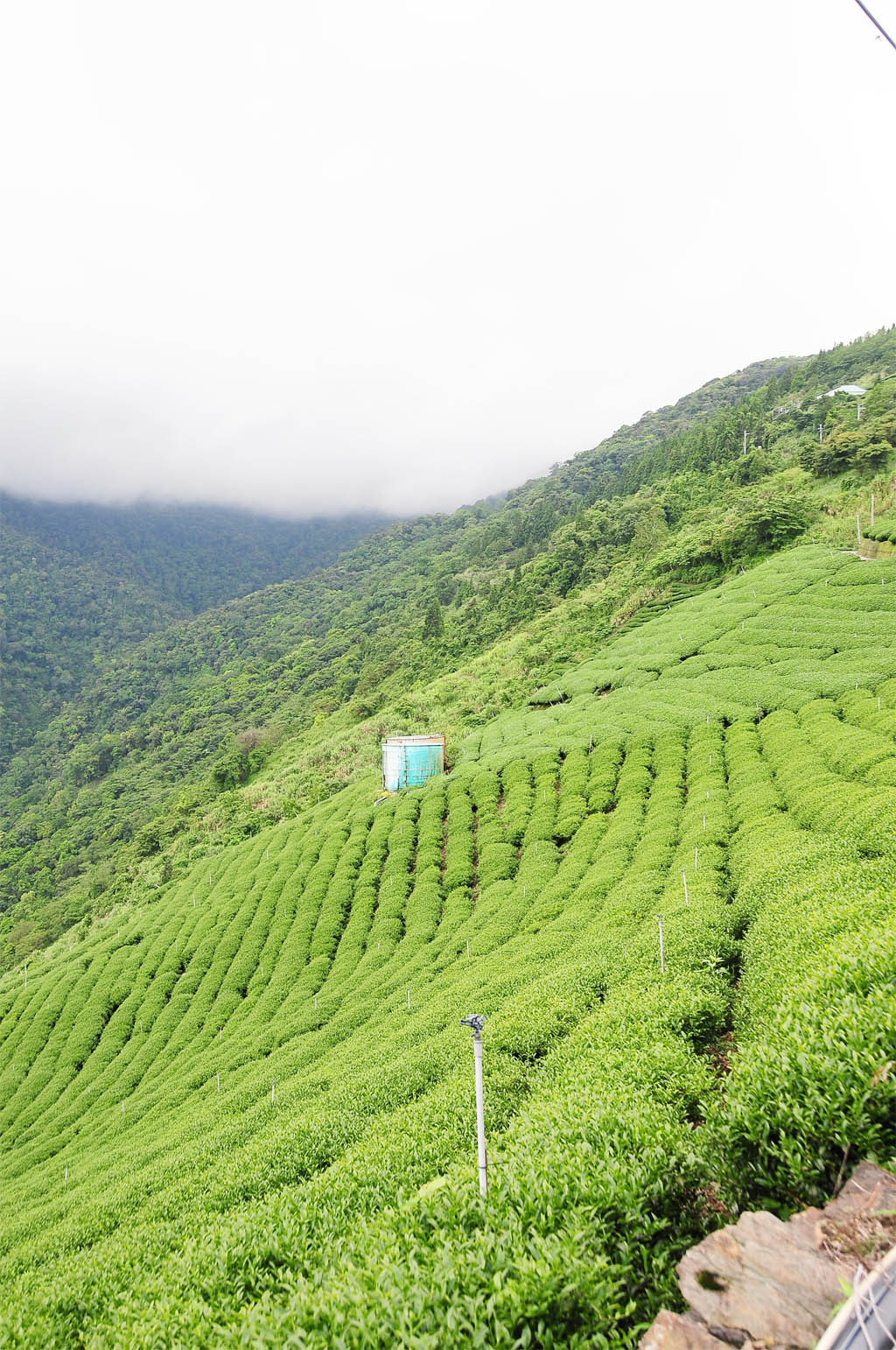 taiwan tea garden