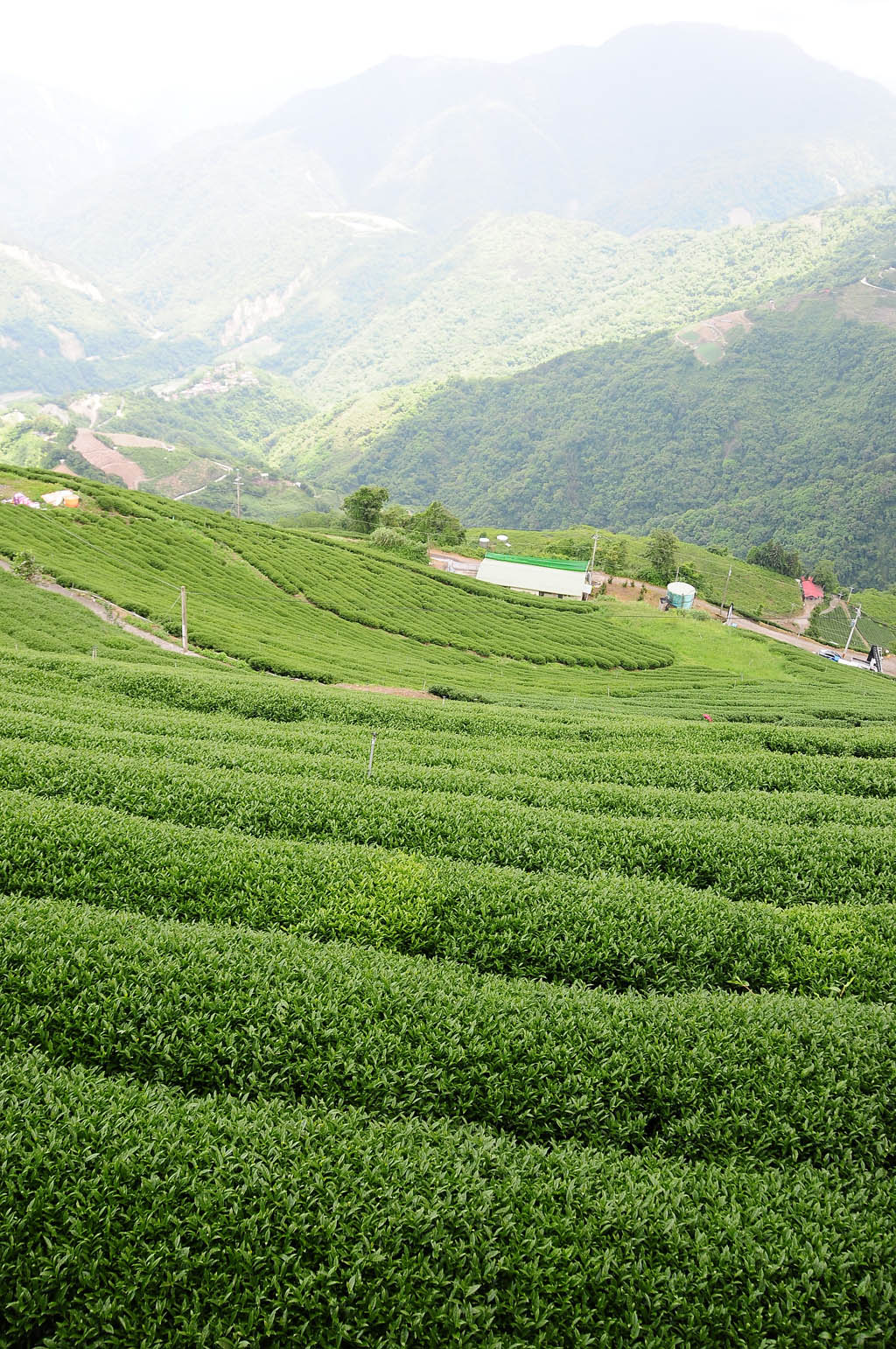 taiwan tea garden