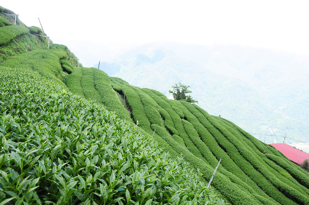 taiwan tea garden