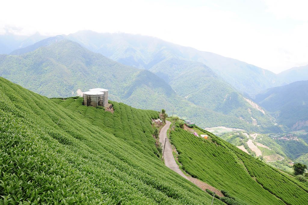 taiwan tea garden