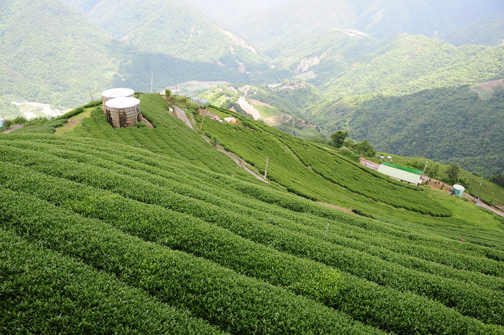 taiwan tea garden