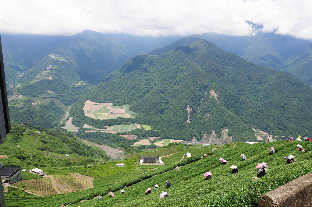 taiwan tea garden