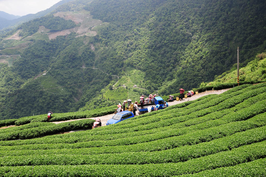 taiwan tea garden