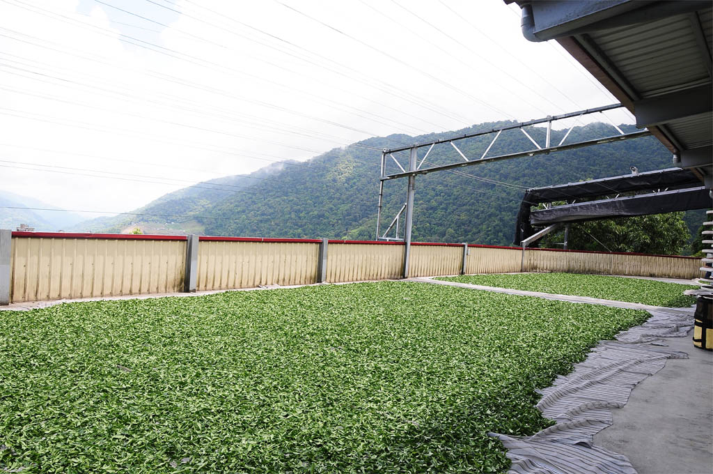 taiwan tea garden
