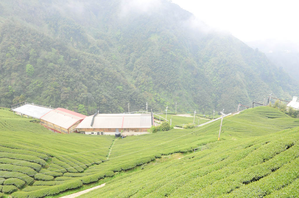 Taiwan High Mountain Oolong Tea Garden