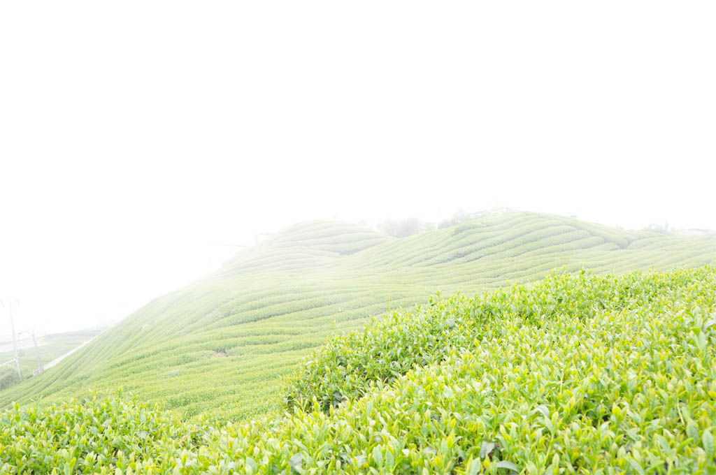 Taiwan High Mountain Oolong Tea Garden