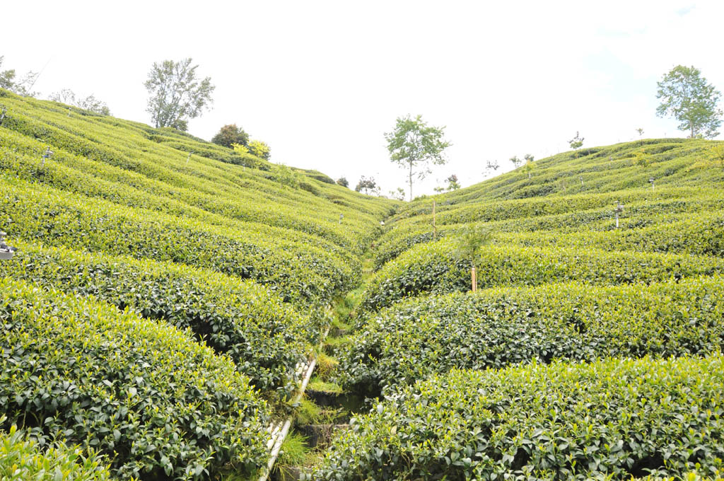 Taiwan High Mountain Oolong Tea Garden