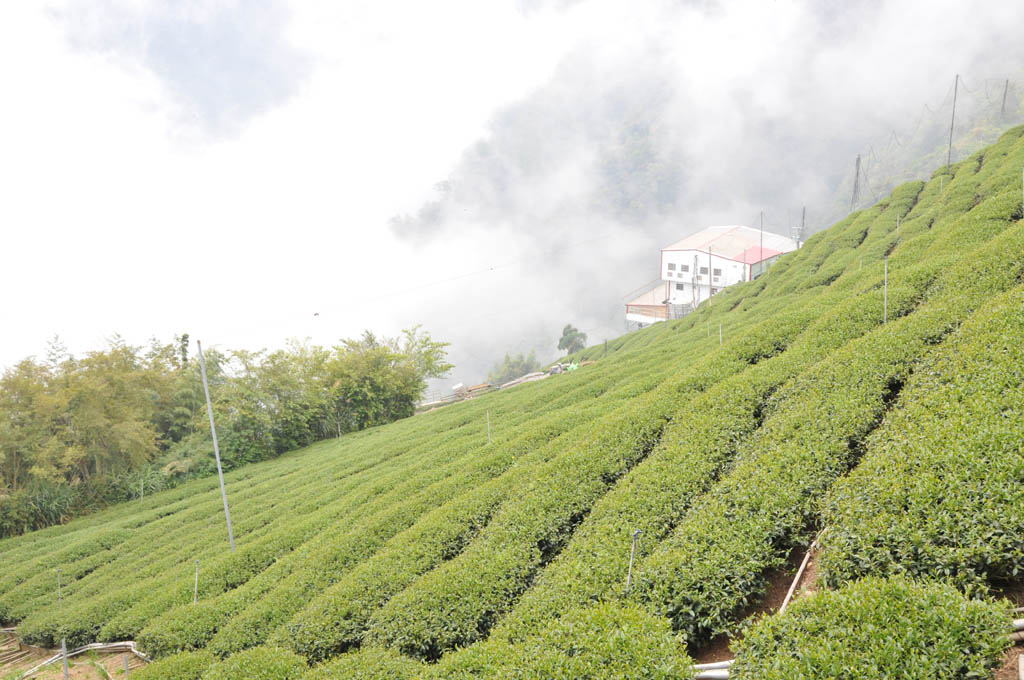 Taiwan High Mountain Oolong Tea Garden