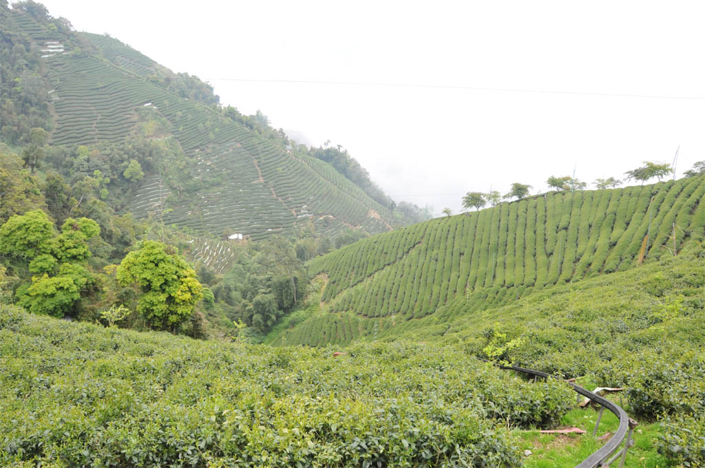 Taiwan High Mountain Oolong Tea Garden